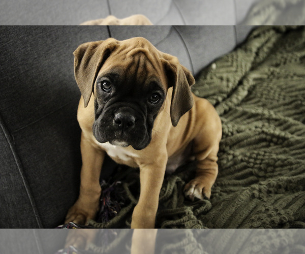 Medium Photo #5 Boxer Puppy For Sale in SHIPSHEWANA, IN, USA