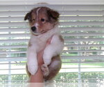 Puppy Whitey Shetland Sheepdog