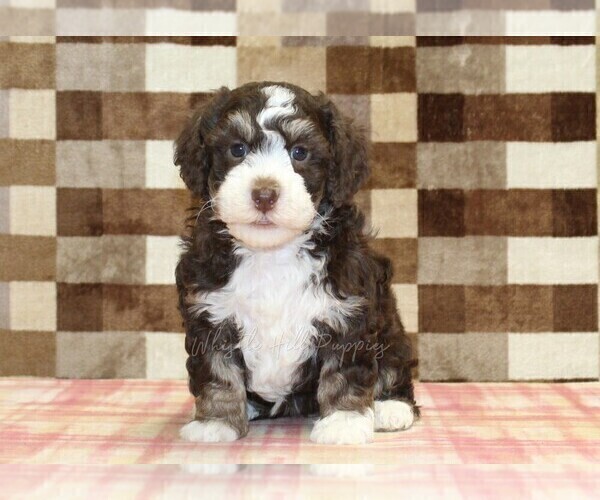Medium Photo #7 Bernedoodle (Miniature) Puppy For Sale in DENVER, PA, USA