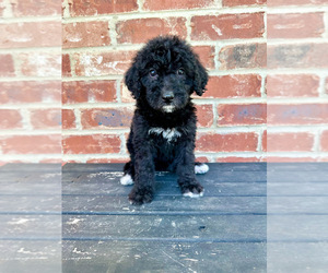 Golden Mountain Doodle  Puppy for sale in HALLSVILLE, TX, USA