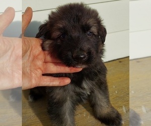 German Shepherd Dog Puppy for Sale in EOLIA, Missouri USA