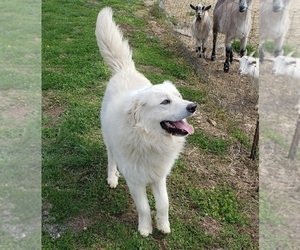 Great Pyrenees Puppy for sale in DOWELLTOWN, TN, USA