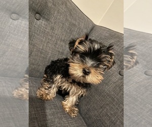 Yorkshire Terrier Puppy for sale in NAPERVILLE, IL, USA