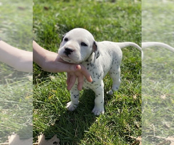 Full screen Photo #1 Dalmatian Puppy For Sale in RICHLAND, IN, USA