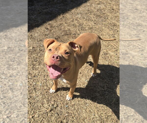 Medium Photo #2 Mutt Puppy For Sale in Glen Allen, VA, USA