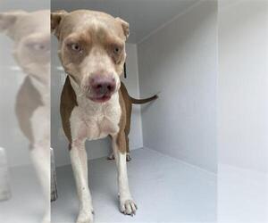 American Pit Bull Terrier-Unknown Mix Dogs for adoption in Houston, TX, USA