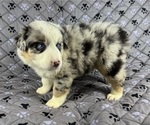 Small Photo #83 Australian Shepherd Puppy For Sale in SALISBURY, NC, USA