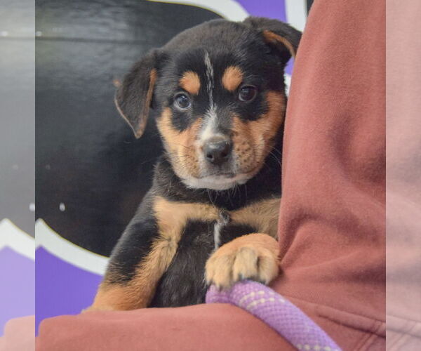 Medium Photo #5 Rottweiler-Unknown Mix Puppy For Sale in Huntley, IL, USA