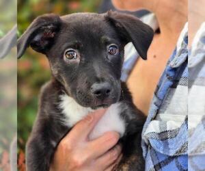Chihuahua-Unknown Mix Dogs for adoption in San Diego, CA, USA