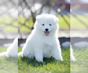 Samoyed Puppy for Sale in BONDUEL, Wisconsin USA