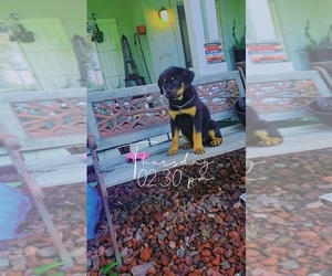 Rottweiler Puppy for sale in STKN, CA, USA