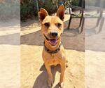 Small Photo #2 American Pit Bull Terrier-Unknown Mix Puppy For Sale in Sacramento, CA, USA