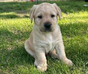 Labrador Retriever Puppy for sale in SIOUX FALLS, SD, USA