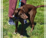 Small #3 Labrador Retriever Mix