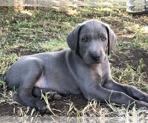 Weimaraner Puppy for Sale in TOWANDA, Kansas USA