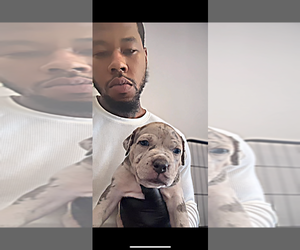 American Bully Puppy for sale in CHARLOTTE, NC, USA