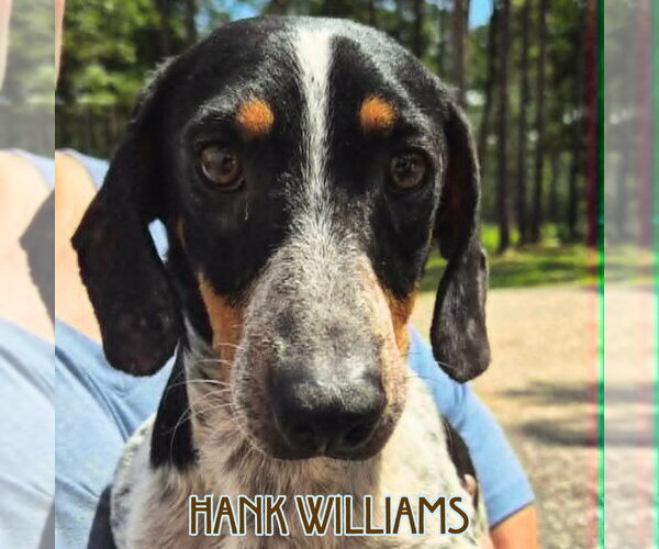 Medium Photo #9 Dachshund Puppy For Sale in San Antonio, TX, USA