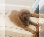 Small #36 Golden Retriever