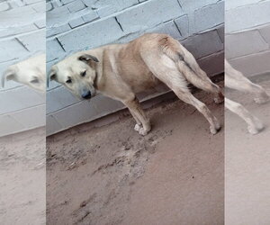 Seven Dwarfs - Male Anatolian Shepherd-Labrador Retriever Mix Dog for Adoption - Photo #8