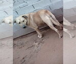 Small Photo #8 Anatolian Shepherd-Labrador Retriever Mix Puppy For Sale in Apple Valley, CA, USA