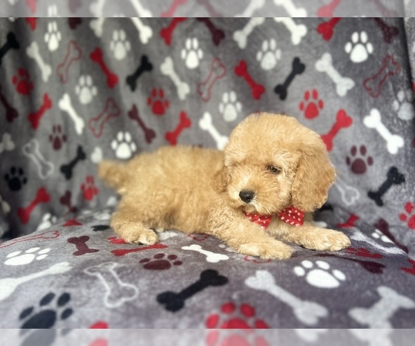 Medium Photo #3 Cock-A-Poo Puppy For Sale in LAKELAND, FL, USA