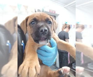 Boxer-Unknown Mix Dogs for adoption in San Bernardino, CA, USA