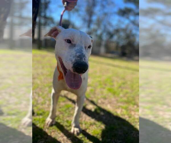 Medium Photo #3 Bull Terrier-Unknown Mix Puppy For Sale in Orangeburg, SC, USA