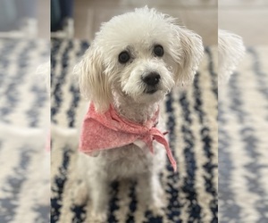 Mother of the Maltipoo (Miniature)-Poodle (Miniature) Mix puppies born on 04/21/2026