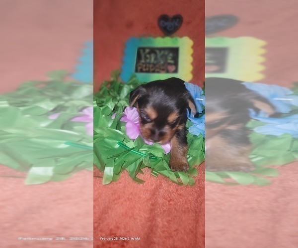 Medium Photo #24 Yorkshire Terrier Puppy For Sale in AKRON, OH, USA