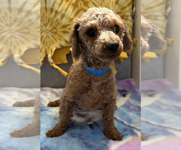 Medium Photo #3 Poodle (Toy) Puppy For Sale in Pacolet, SC, USA
