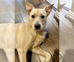 Small #7 Chow Chow-Labrador Retriever Mix