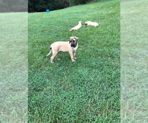 Mastiff Puppy for sale in BLOUNT SPRINGS, AL, USA