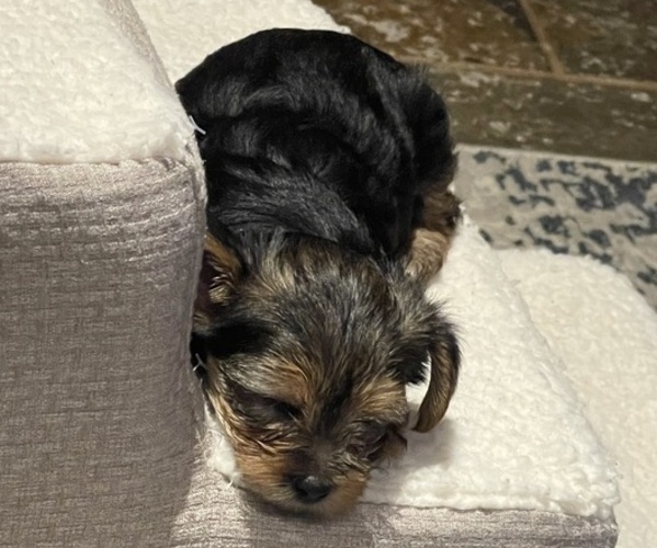 Medium Photo #1 Yorkshire Terrier Puppy For Sale in LAKE CHARLES, LA, USA