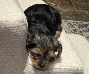 Yorkshire Terrier Puppy for Sale in LAKE CHARLES, Louisiana USA
