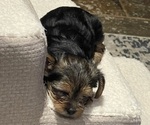 Small Yorkshire Terrier