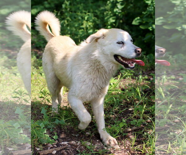 Medium Photo #3 Mutt Puppy For Sale in Green Forest, AR, USA