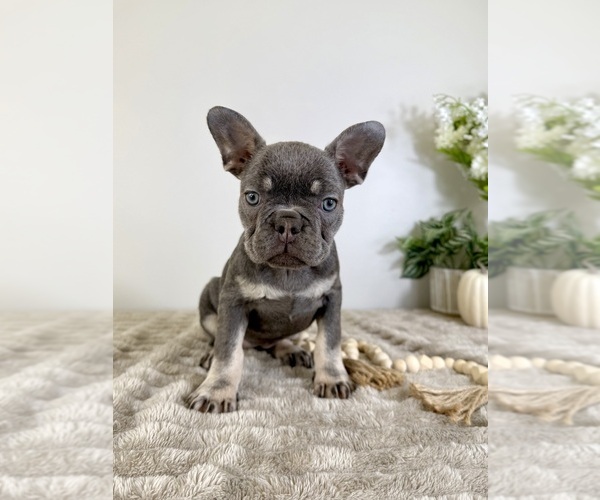 Medium Photo #4 French Bulldog Puppy For Sale in GREENFIELD, IN, USA