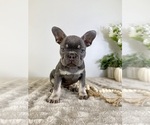 Small #3 French Bulldog