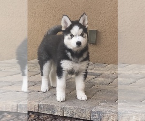 Siberian Husky Puppy for sale in RIVERVIEW, FL, USA