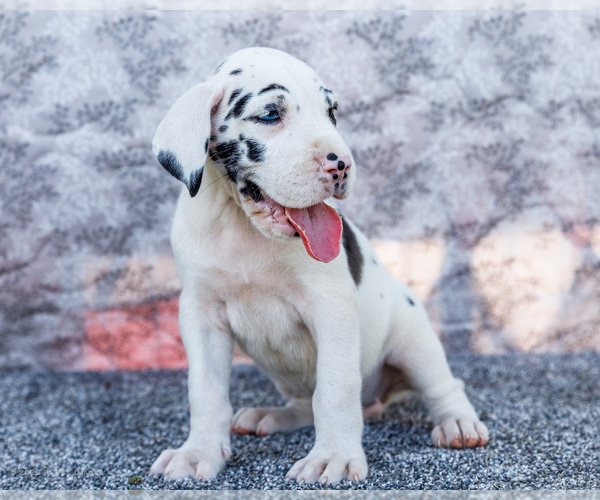 Medium Photo #46 Great Dane Puppy For Sale in WAKARUSA, IN, USA