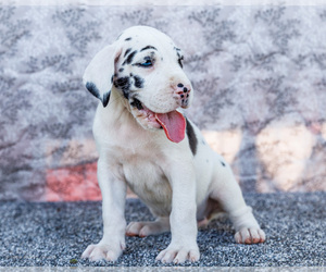 Medium Great Dane