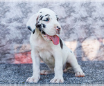 Puppy Erin Great Dane