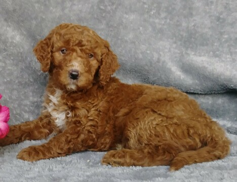 Medium Photo #2 Goldendoodle Puppy For Sale in FREDERICKSBG, OH, USA