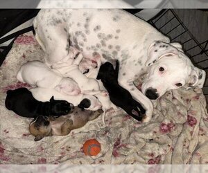 Dalmatian-Labrador Retriever Mix Dogs for adoption in San Antonio, TX, USA