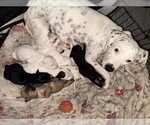 Small Photo #1 Dalmatian-Labrador Retriever Mix Puppy For Sale in San Antonio, TX, USA