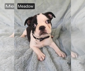 Boston Terrier Puppy for sale in MINERAL WELLS, WV, USA