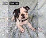 Image preview for Ad Listing. Nickname: Meadow
