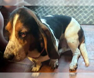 Basset Hound Dogs for adoption in Deepwater, NJ, USA