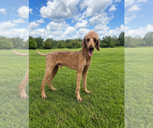 Perry Jul 26 - Male Goldendoodle Dog for Adoption - Photo #2