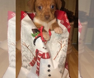Chiweenie Puppy for sale in LAWRENCEVILLE, GA, USA